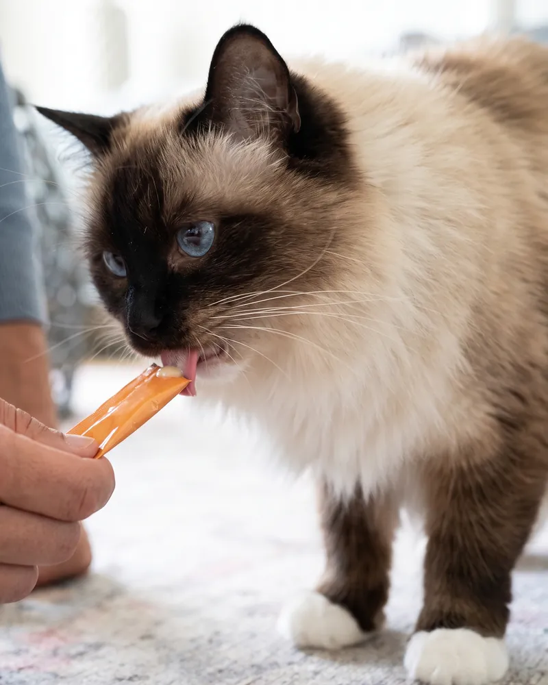 Kat likt aan een kattensnoepje dat hem wordt aangeboden