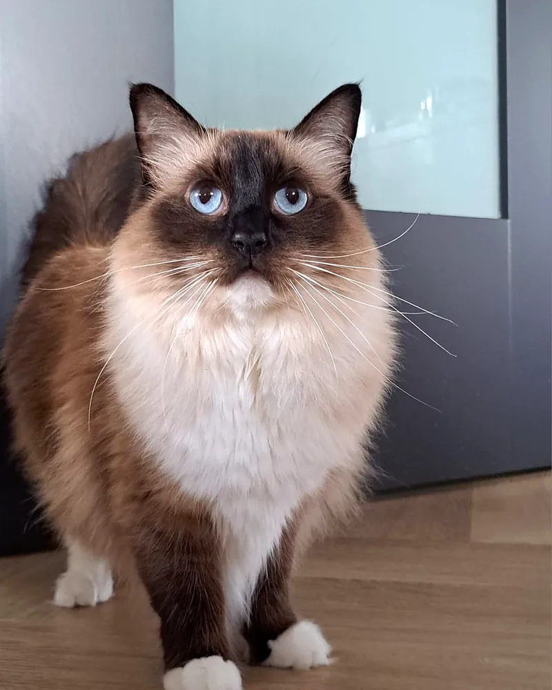 Kat met blauwe ogen kijkt vragend omhoog