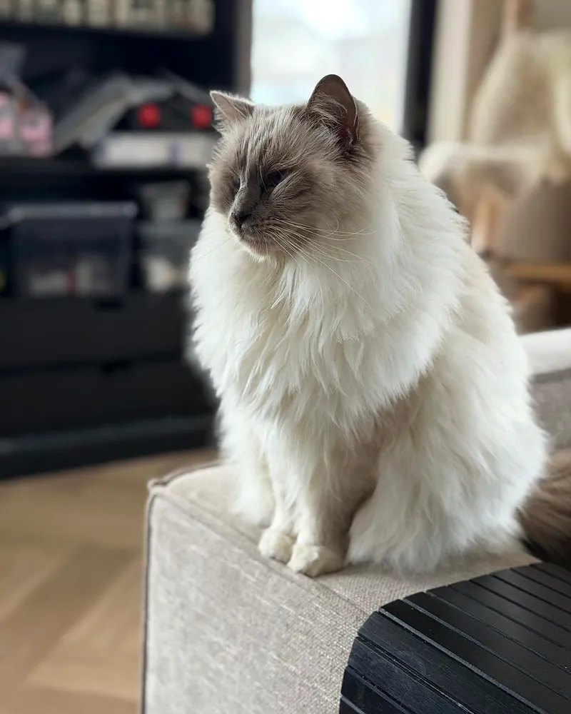 Langharige kat zit op de leuning van de bank